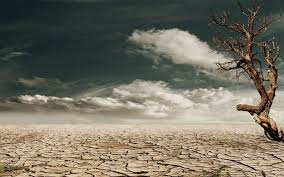 “A dove’s dung was sold for N100k and a donkeys head for N1.6m” see what happened